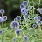 Preview: Kugeldistel (Echinops spec.)